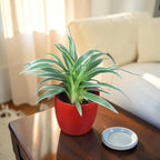 Chlorophytum, Spider Plant