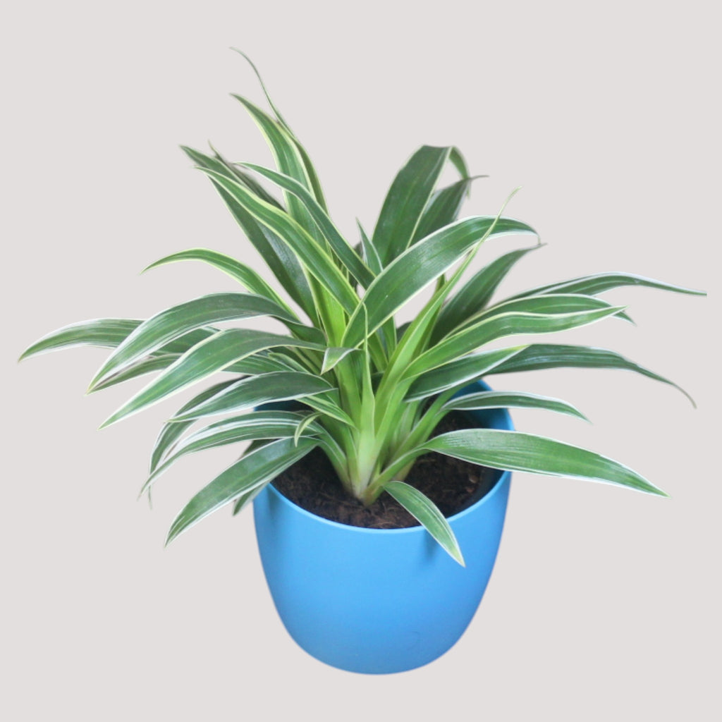 Chlorophytum, Spider Plant