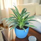 Chlorophytum, Spider Plant
