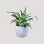 Chlorophytum, Spider Plant