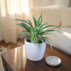 Chlorophytum, Spider Plant