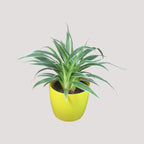 Chlorophytum, Spider Plant