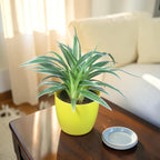 Chlorophytum, Spider Plant