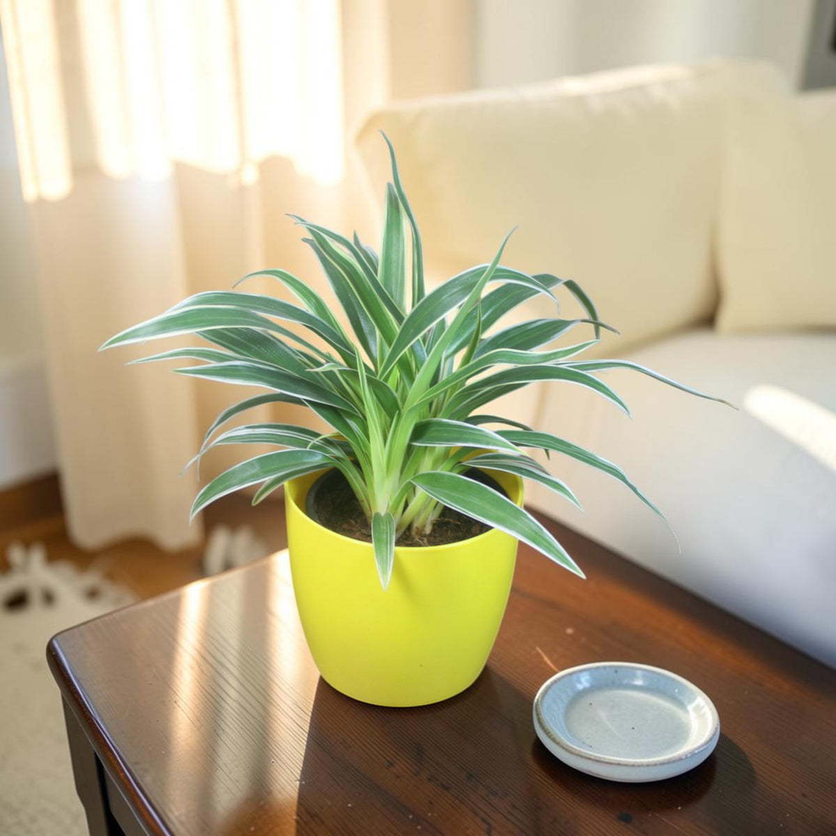 Chlorophytum, Spider Plant