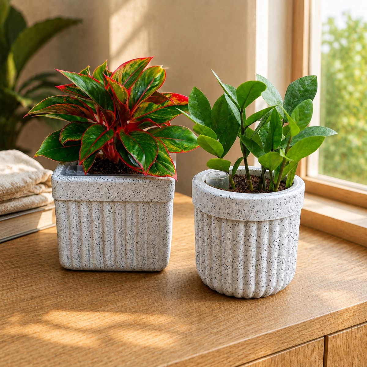 Colour & Calm – Premium Indoor Plant Set of 2