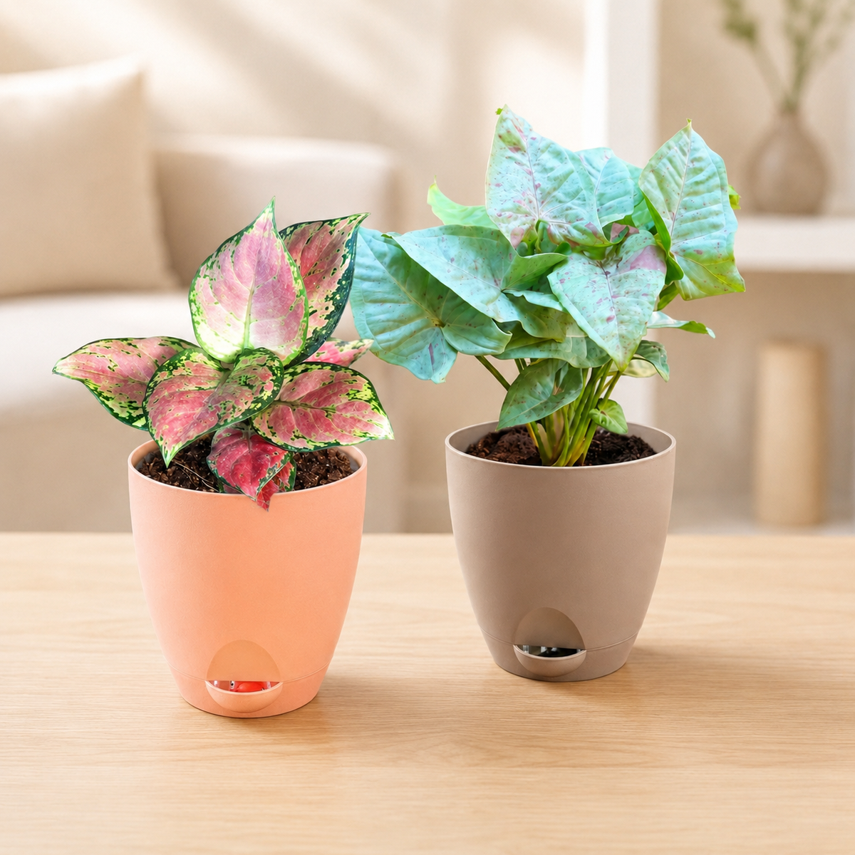 Colourful Indoor Plant Set of 2 – Colour Finds a Place
