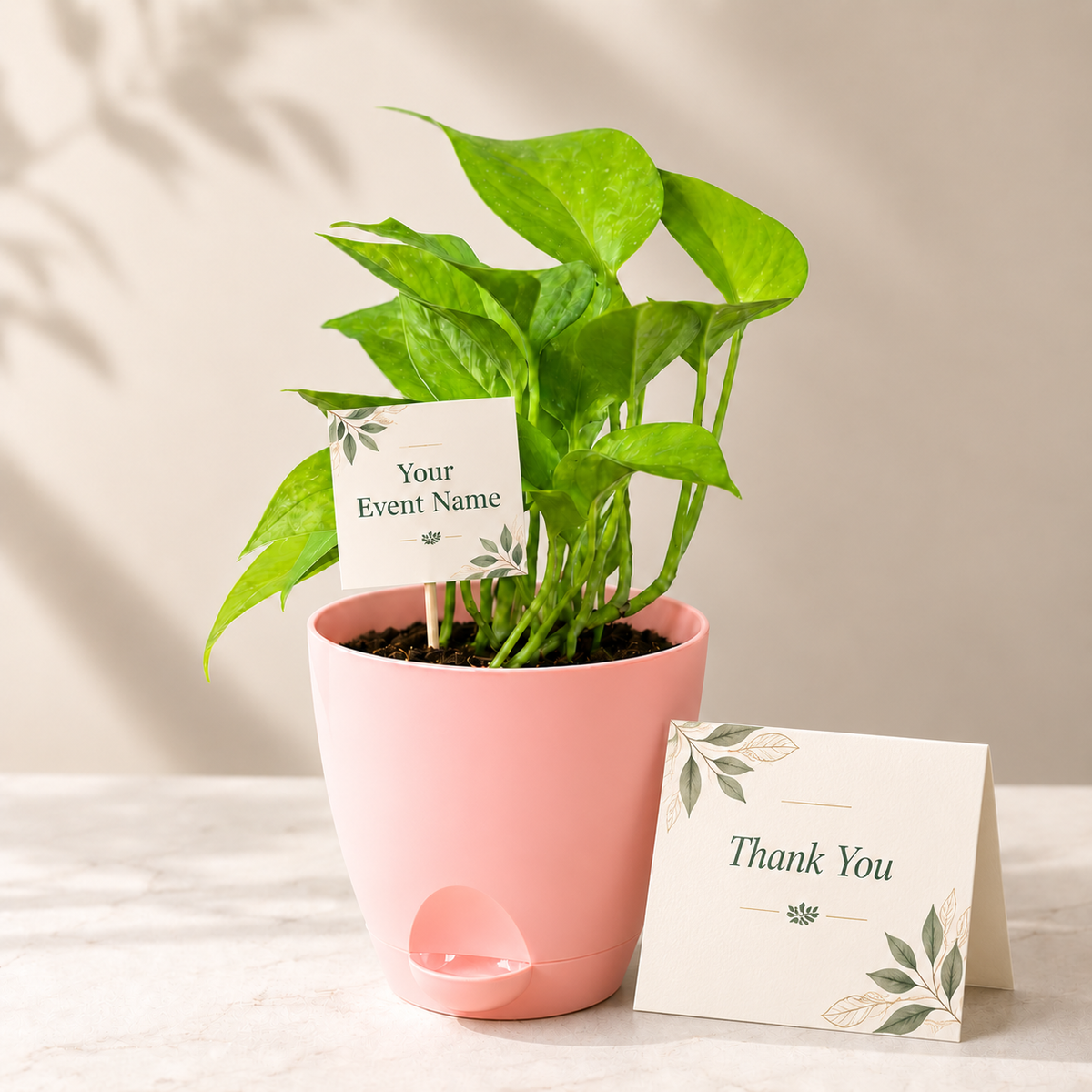 Conference Gold – Money Plant Golden Delegate Gift