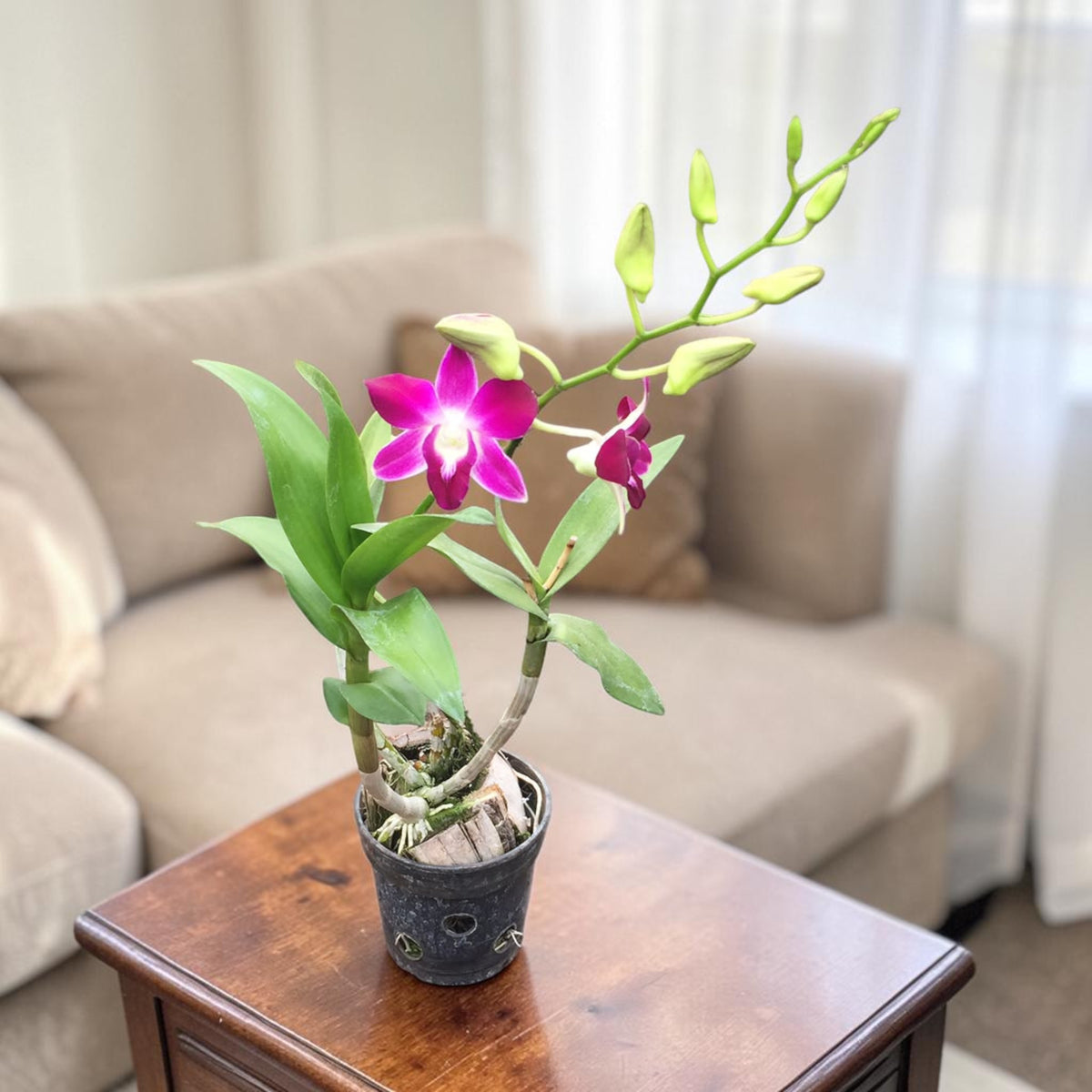 Dendrobium Orchid – Purple Bloom