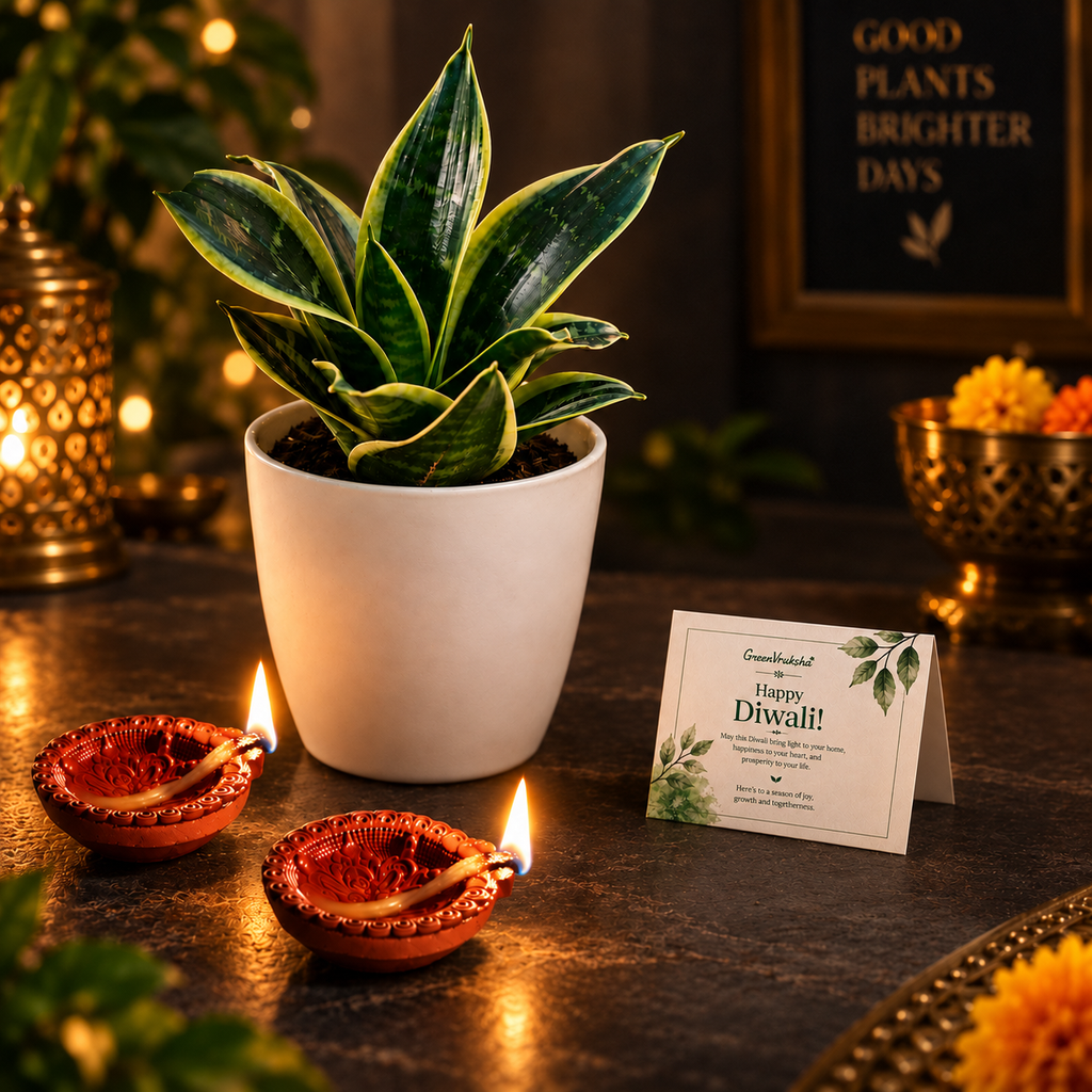 Diwali Leaf & Light – Snake Plant Golden Hahnii Gift
