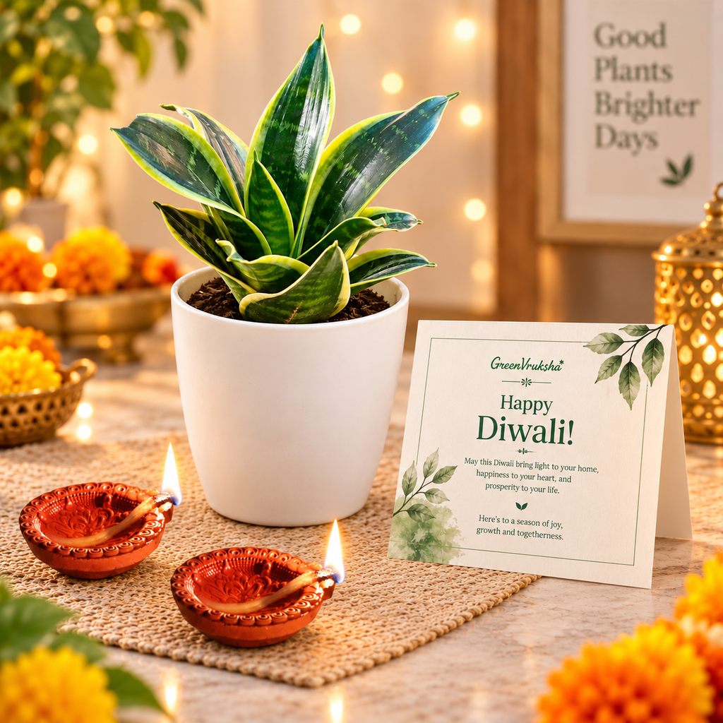 Diwali Leaf & Light – Snake Plant Golden Hahnii Gift