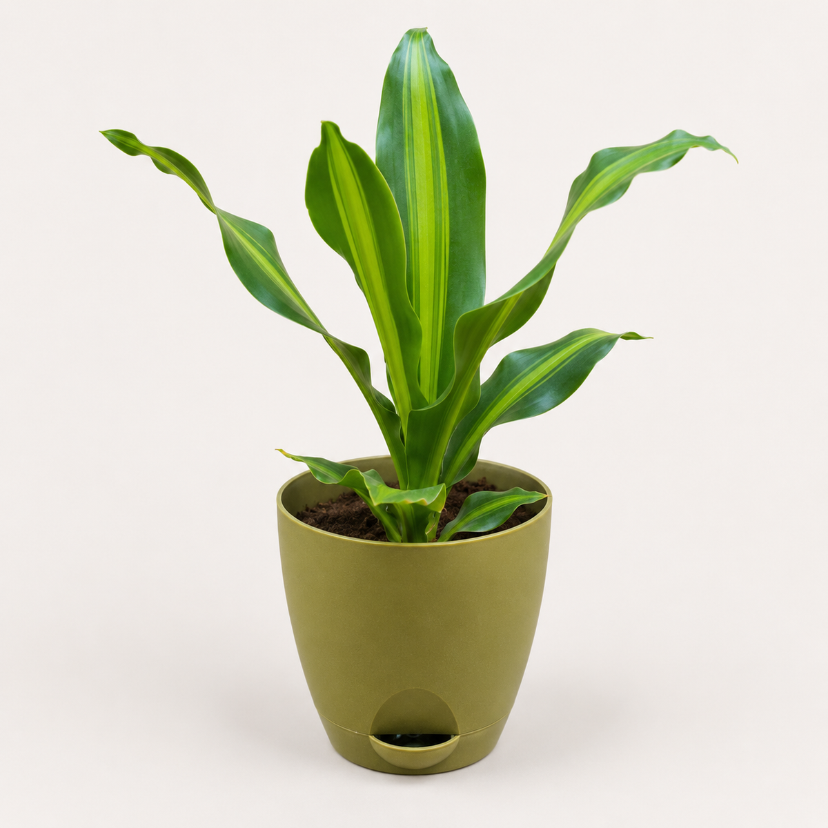 Dracaena (Darasingh) Plant