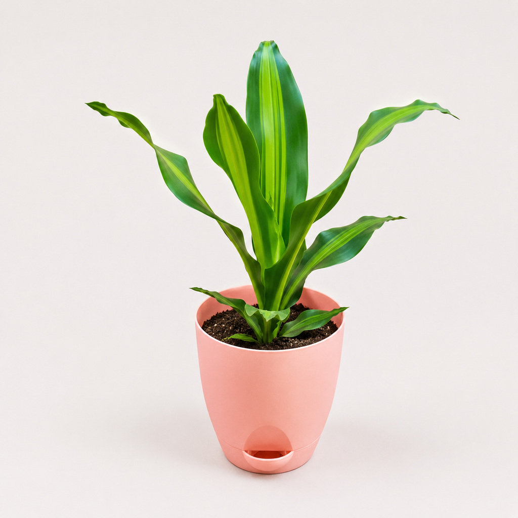 Dracaena (Darasingh) Plant