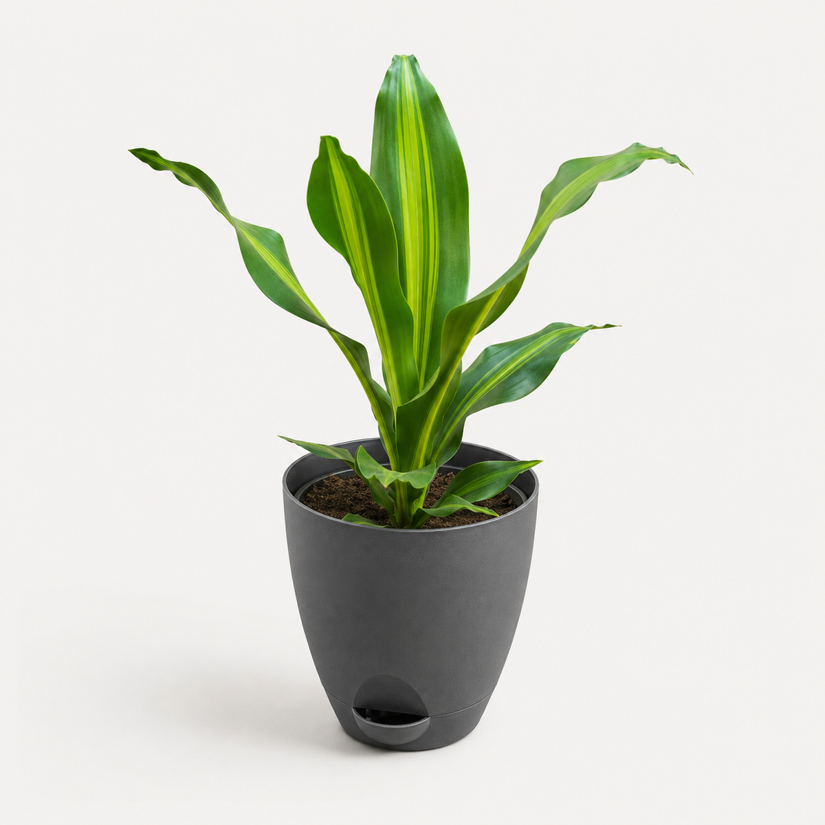 Dracaena (Darasingh) Plant