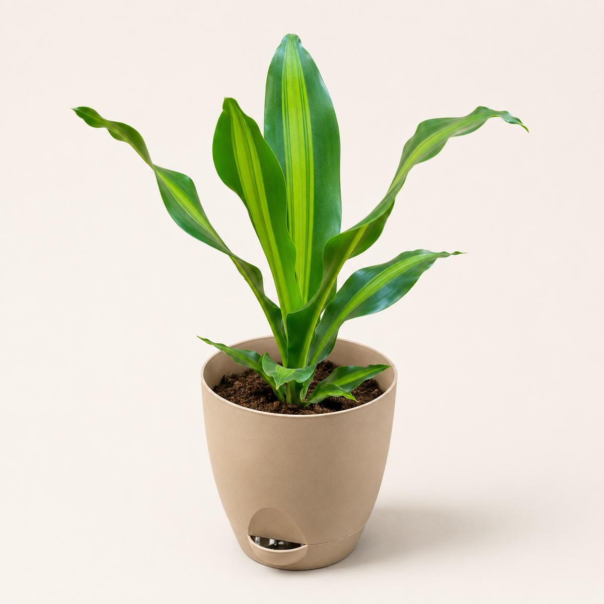 Dracaena (Darasingh) Plant