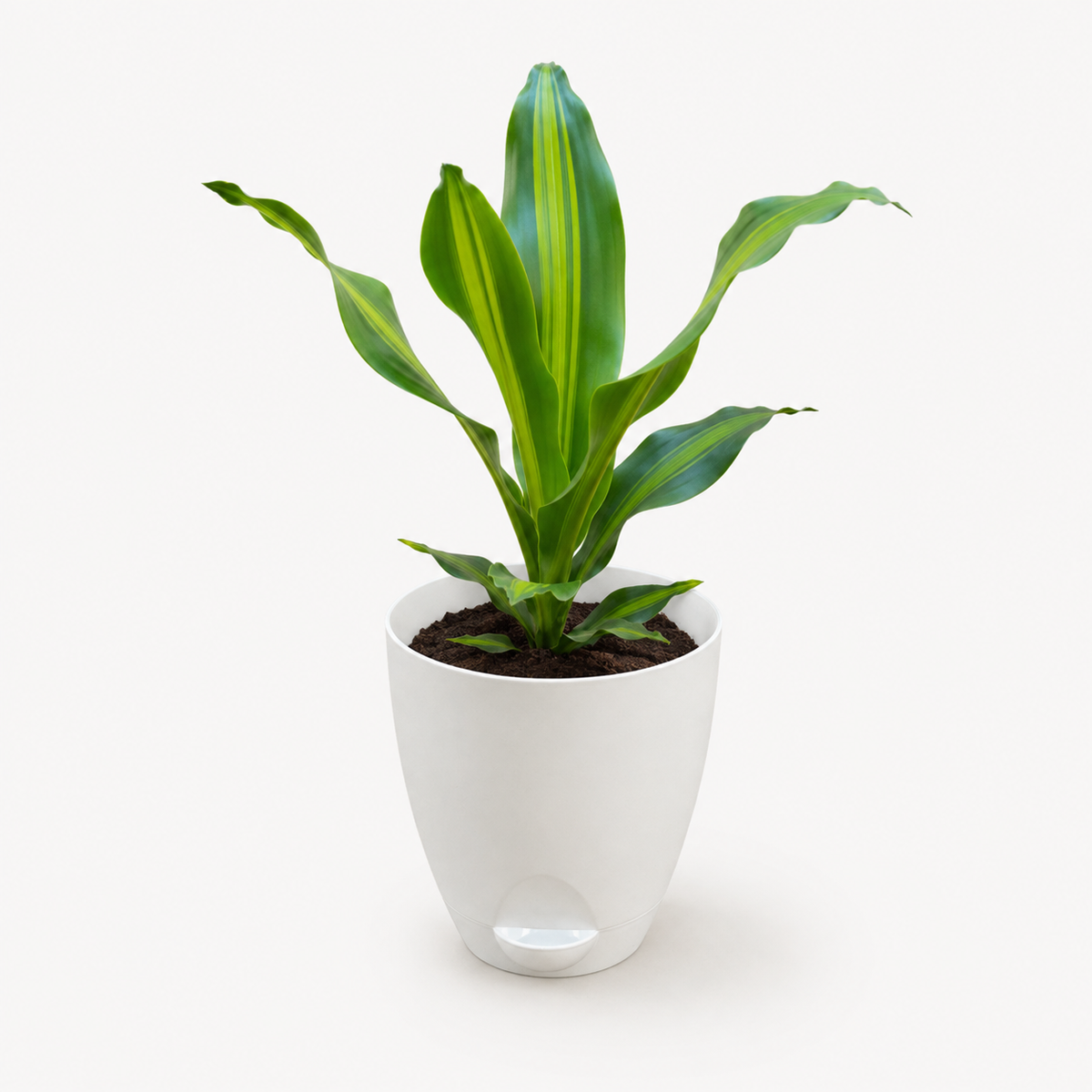 Dracaena (Darasingh) Plant