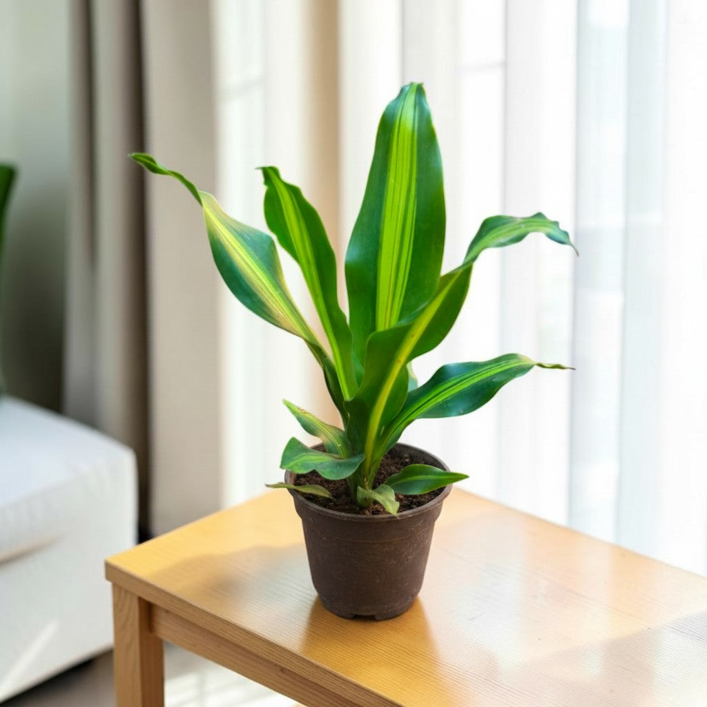 Dracaena (Darasingh) Plant