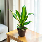 Dracaena (Darasingh) Plant