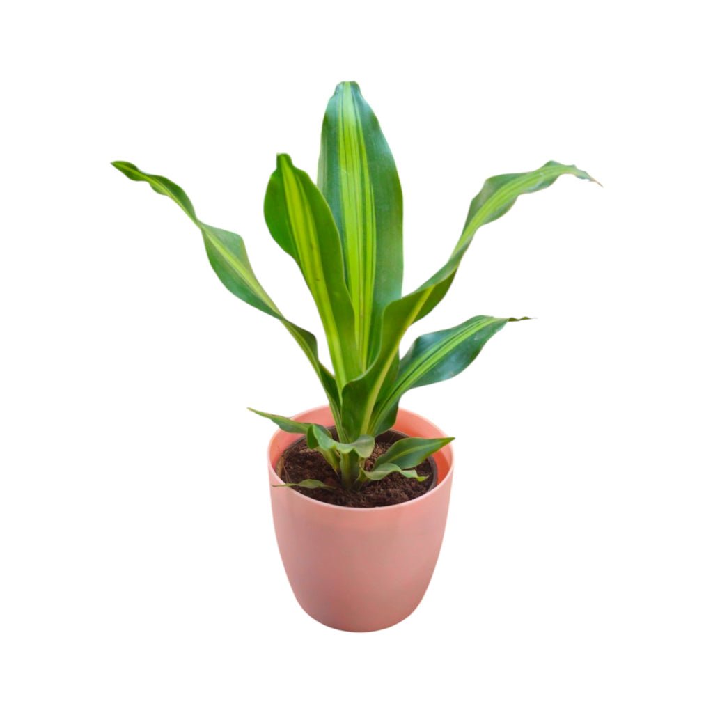Dracaena (Darasingh) Plant