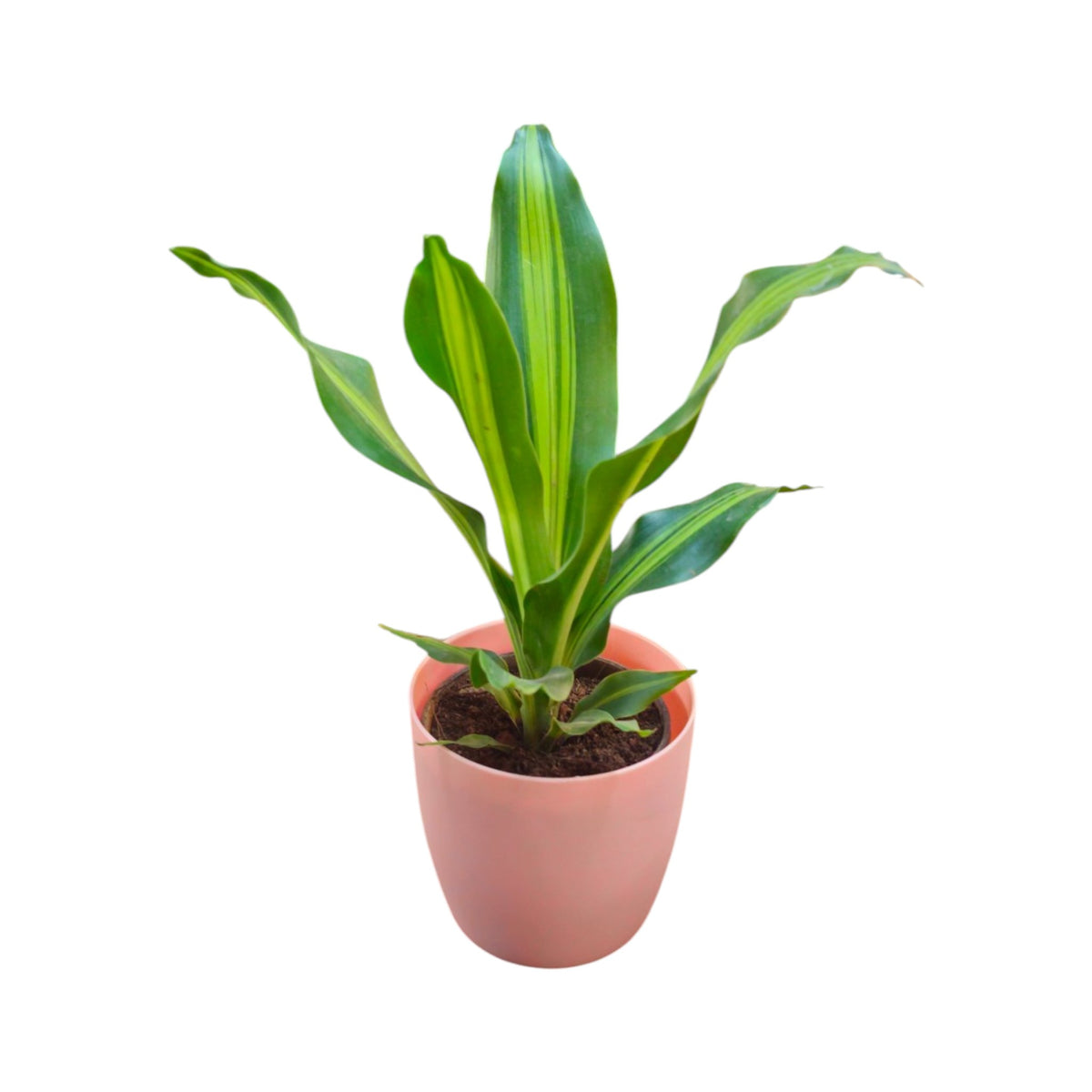 Dracaena (Darasingh) Plant