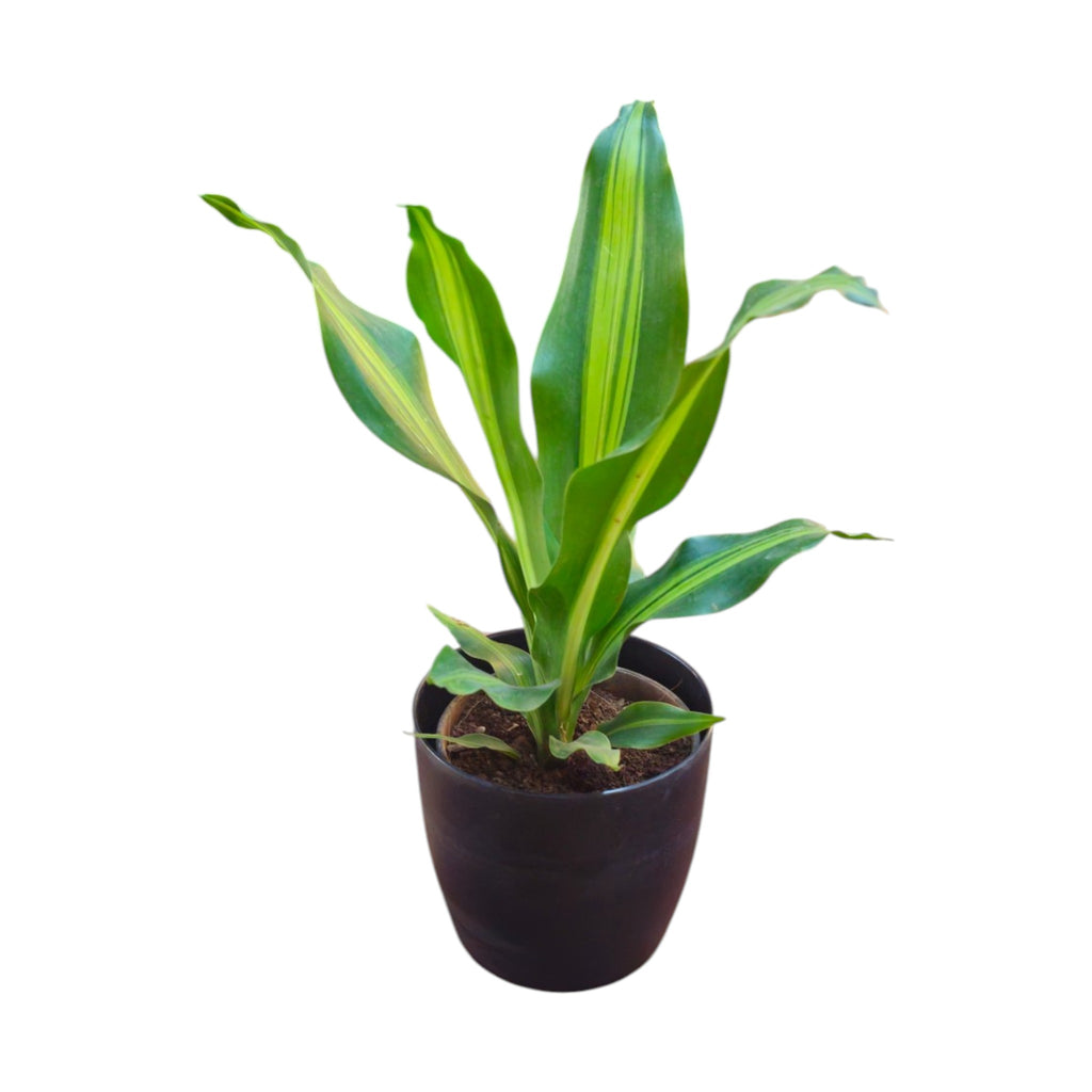 Dracaena (Darasingh) Plant
