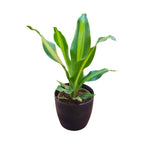 Dracaena (Darasingh) Plant