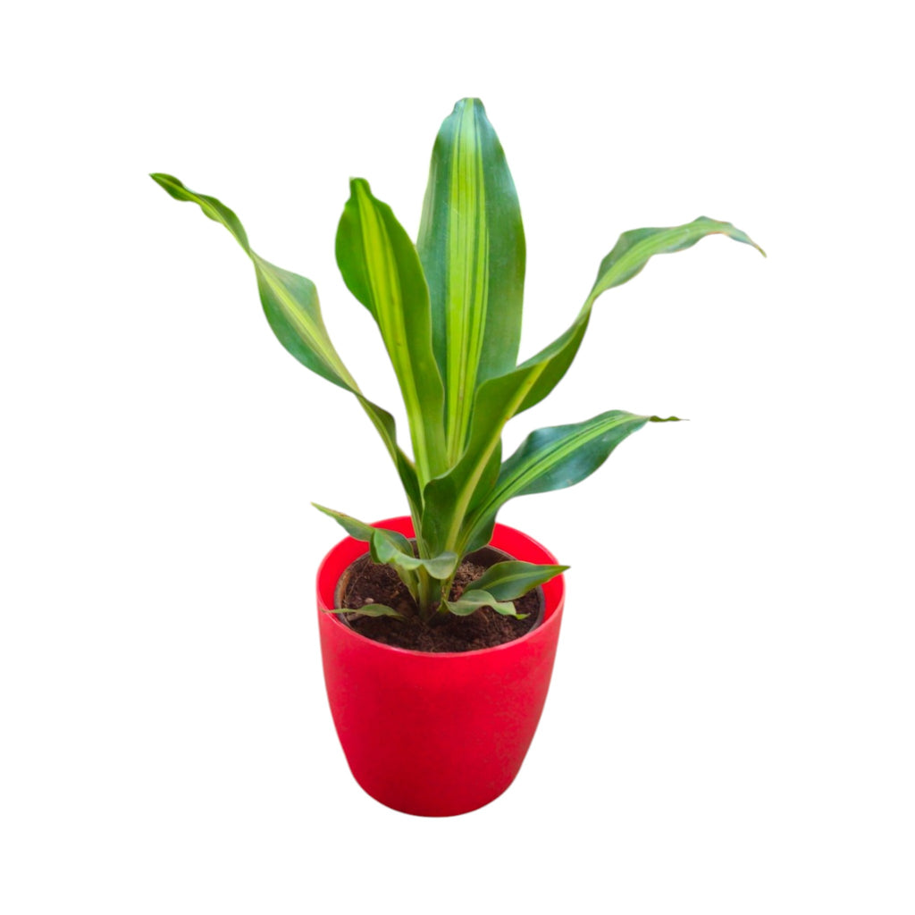 Dracaena (Darasingh) Plant