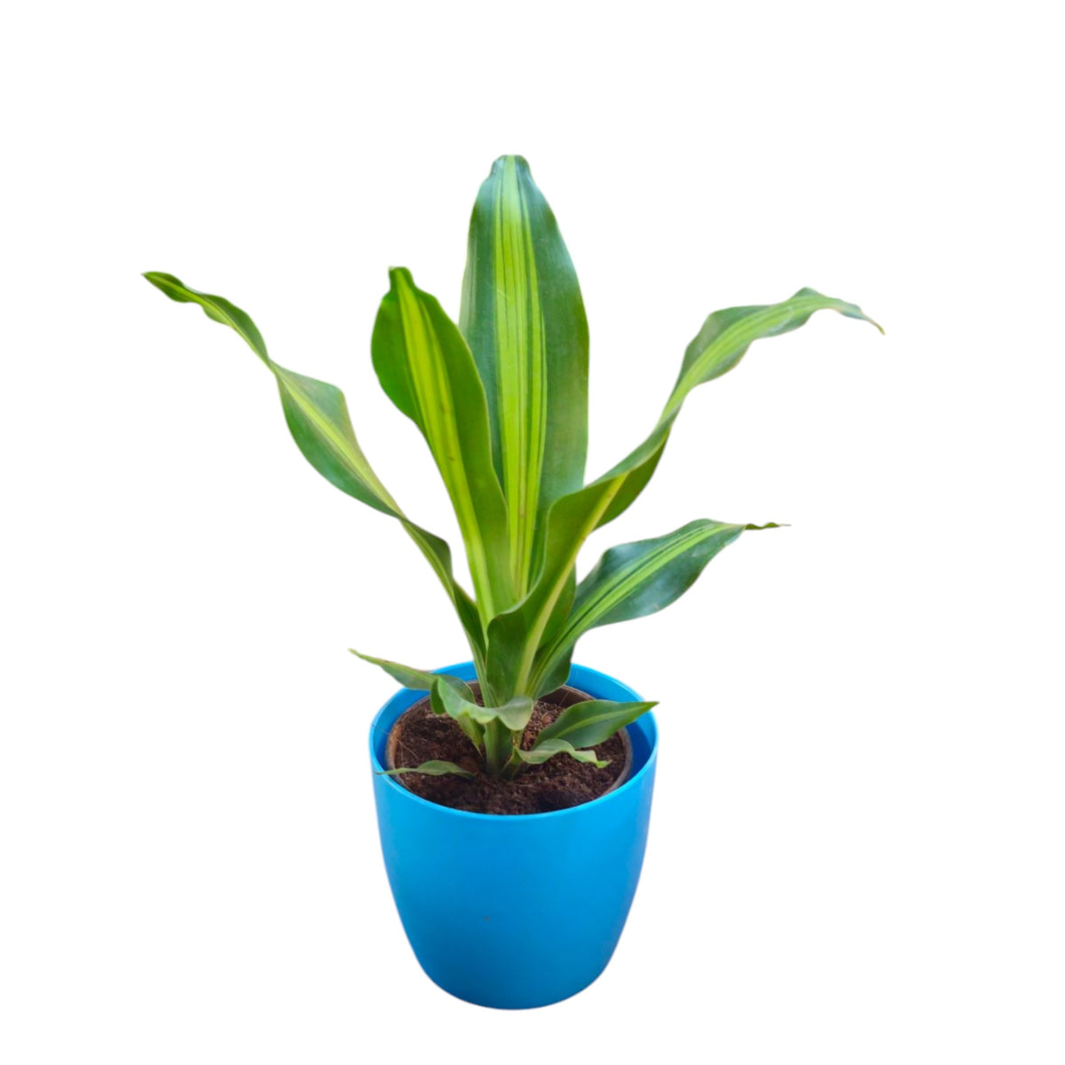 Dracaena (Darasingh) Plant