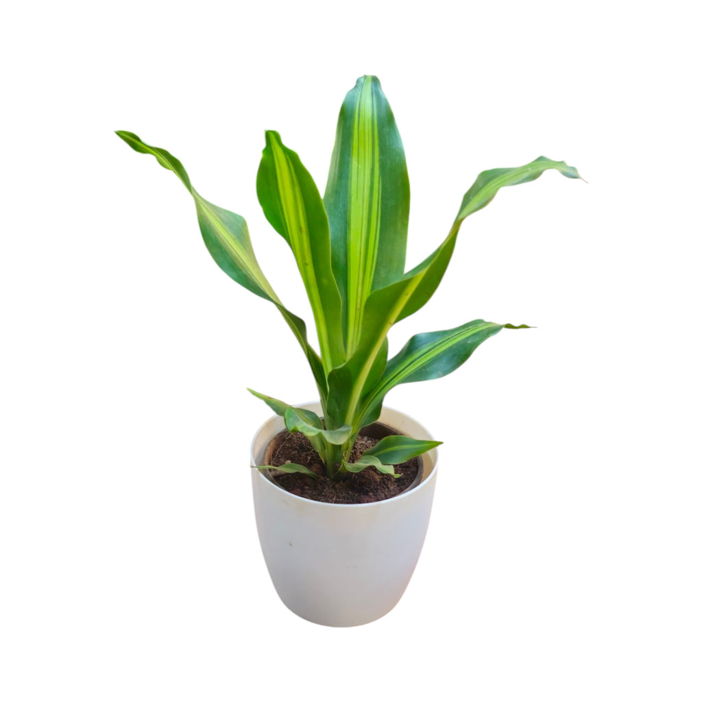 Dracaena (Darasingh) Plant