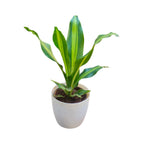 Dracaena (Darasingh) Plant