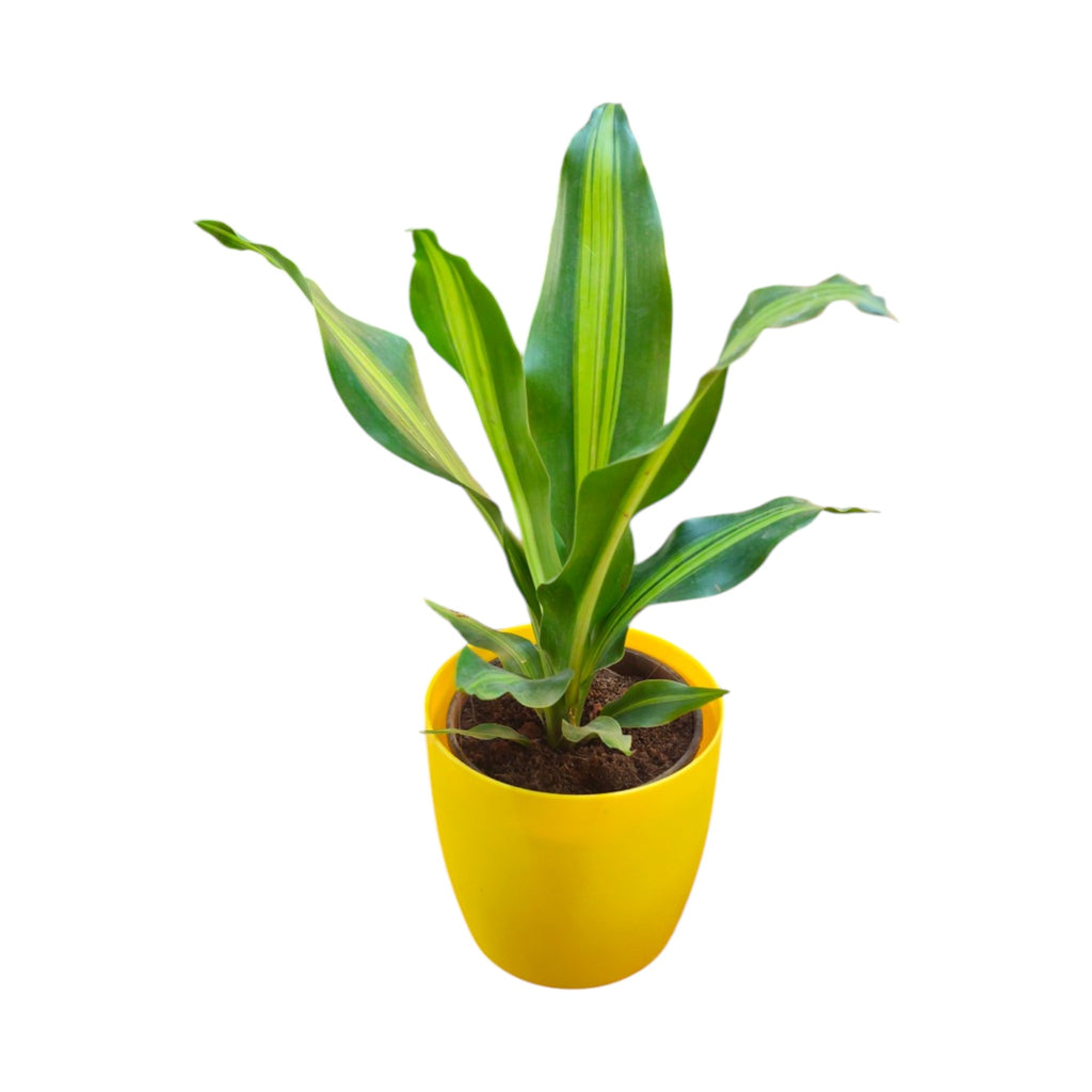 Dracaena (Darasingh) Plant