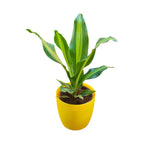 Dracaena (Darasingh) Plant