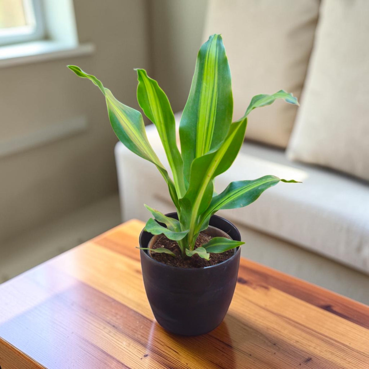 Dracaena (Darasingh) Plant