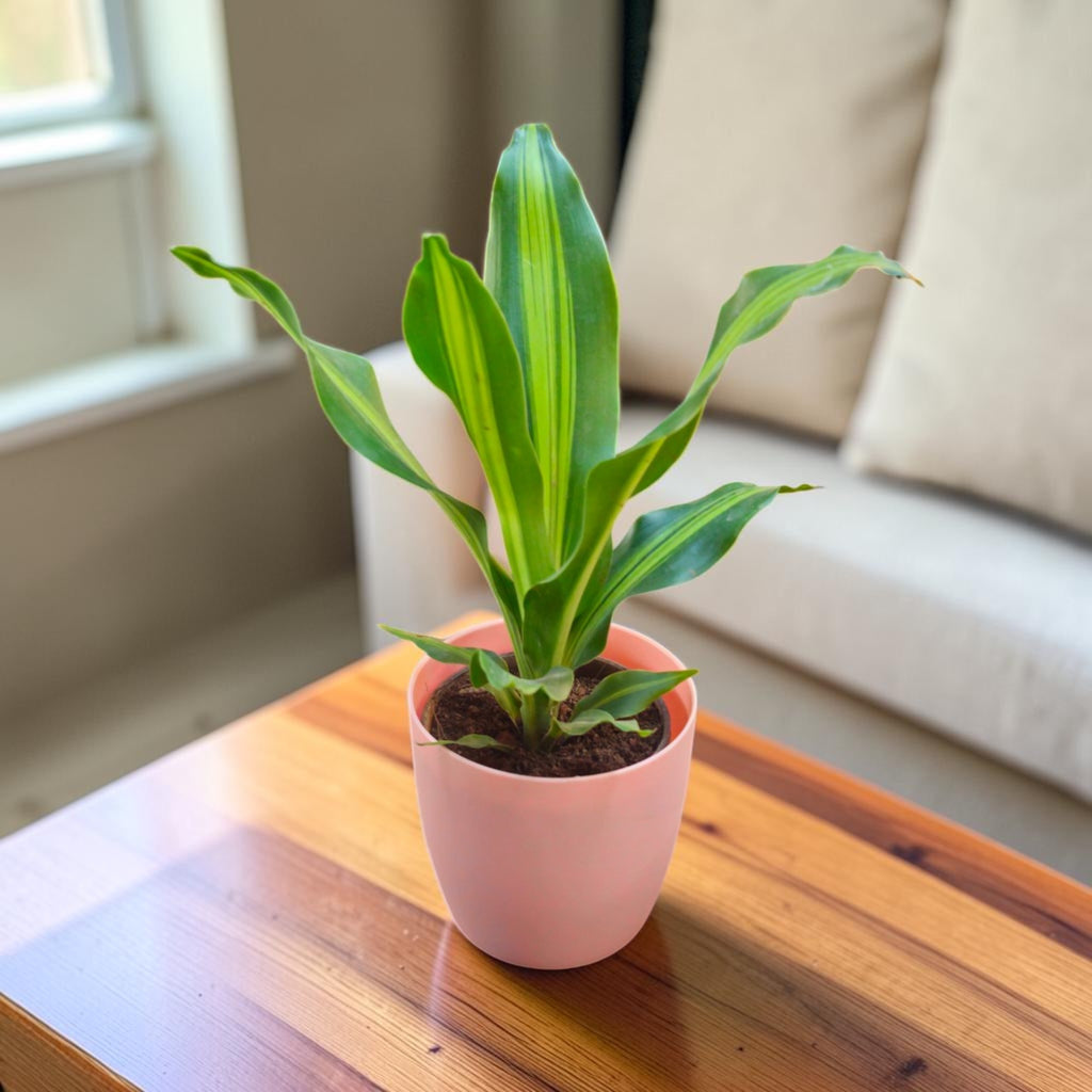 Dracaena (Darasingh) Plant