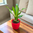 Dracaena (Darasingh) Plant