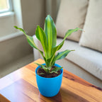Dracaena (Darasingh) Plant