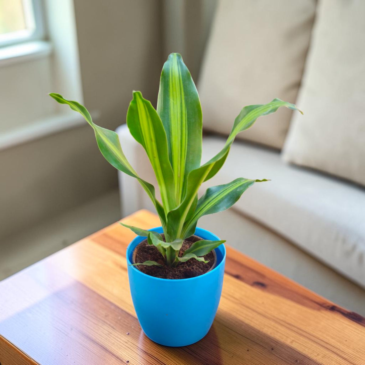 Dracaena (Darasingh) Plant