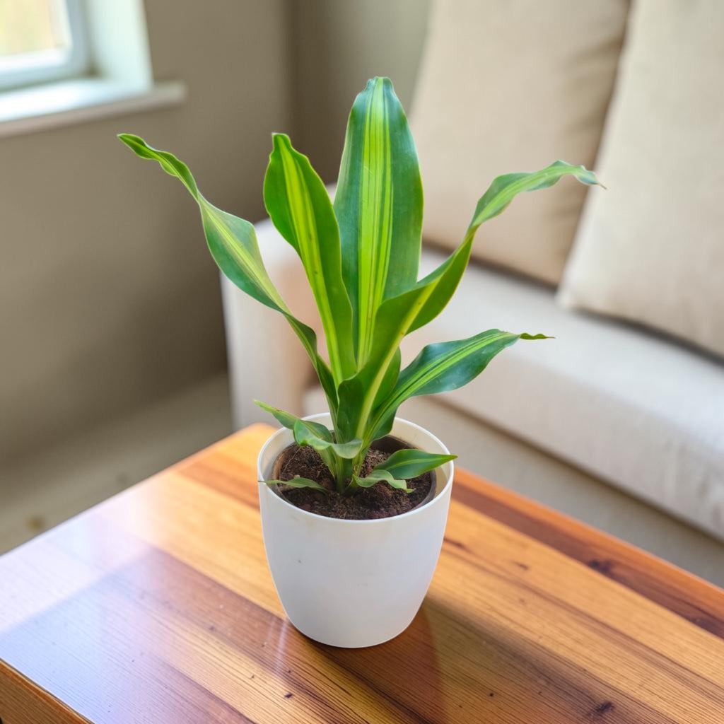 Dracaena (Darasingh) Plant