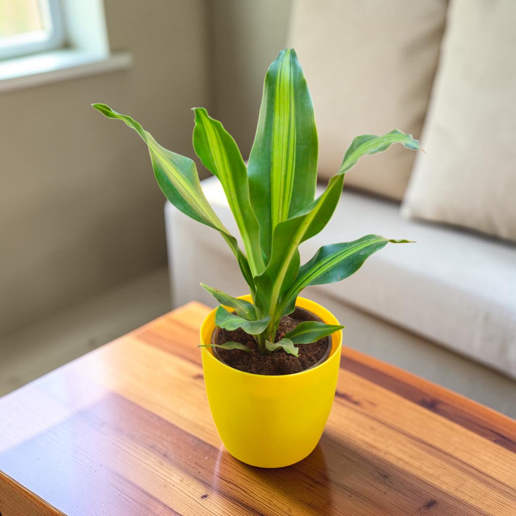 Dracaena (Darasingh) Plant