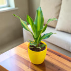 Dracaena (Darasingh) Plant