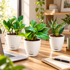 Easy Care Office Desk Plants Set of 3