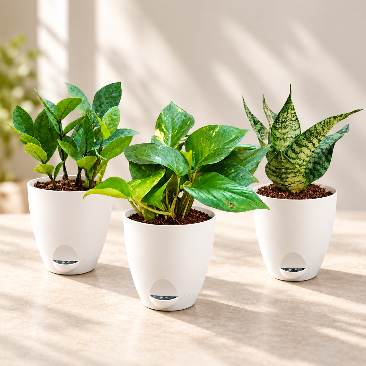 Easy Care Office Desk Plants Set of 3