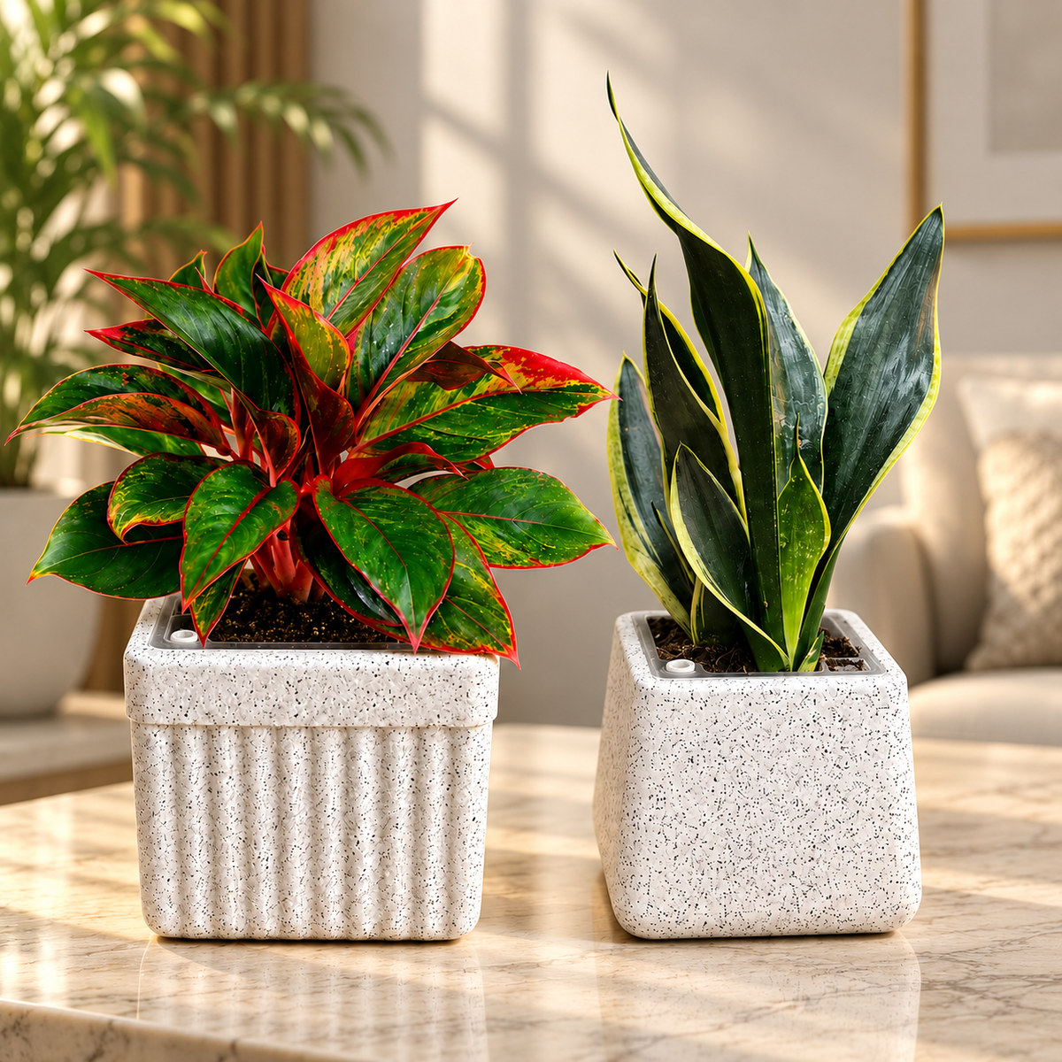 Evergreen Elegance – Premium Indoor Plant Set of 2