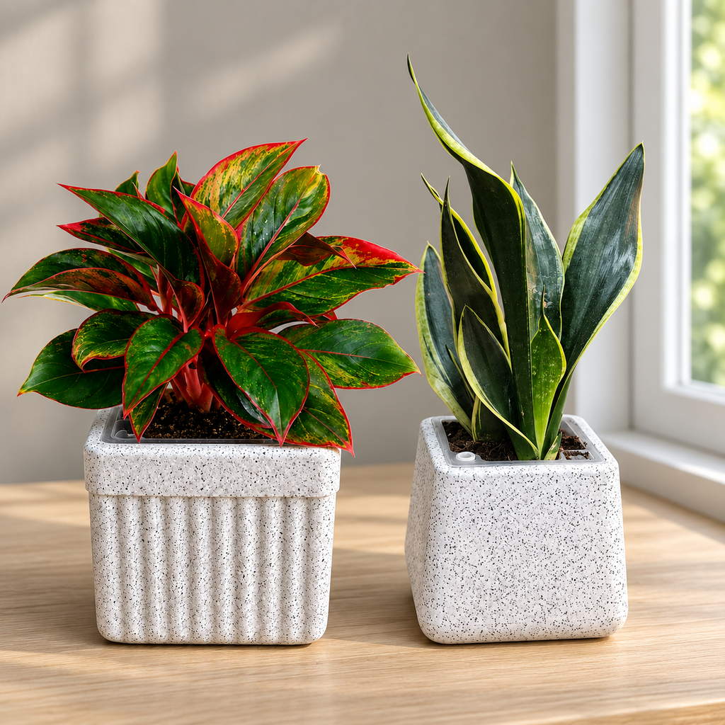 Evergreen Elegance – Premium Indoor Plant Set of 2