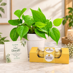 Festive Gold – Oxycardium Golden & Chocolate Gift