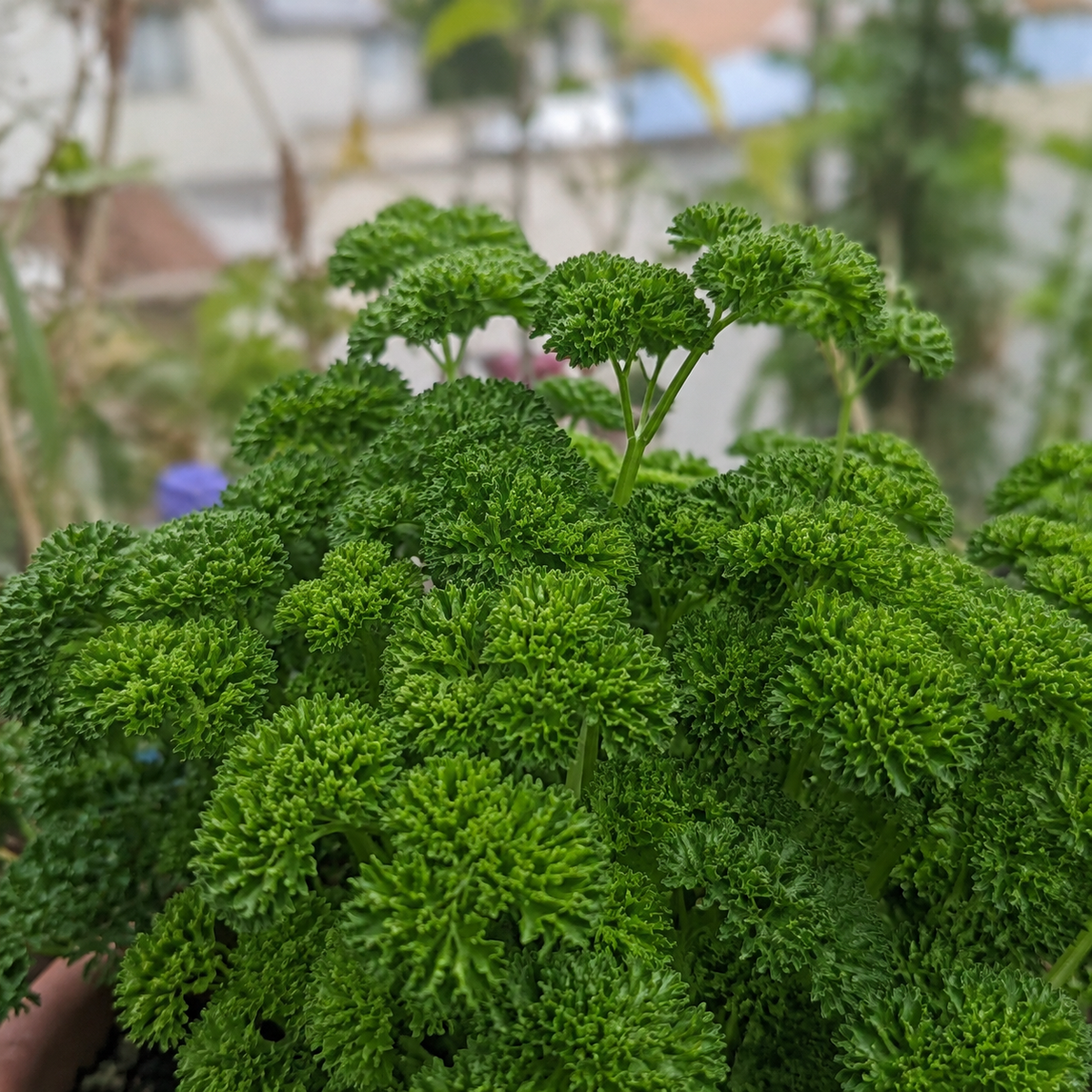Forest Green Parsley Seeds – Hybrid Herb