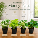 Money Plant Set of 4 – Four Shades