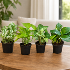 Four small potted pothos plant varieties in black nursery pots, arranged on a wooden table in a bright living room setting.