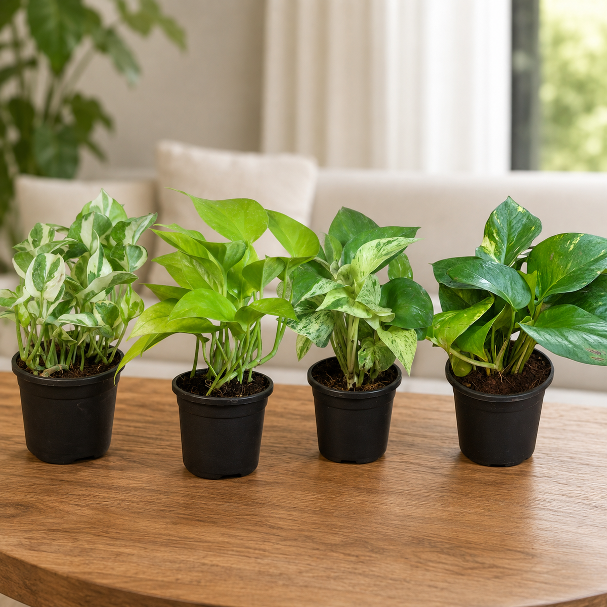 Four small potted pothos plant varieties in black nursery pots, arranged on a wooden table in a bright living room setting.