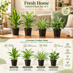 Fresh Home Indoor Plant Set of 4
