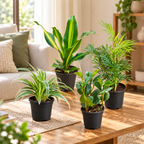 Fresh Home Indoor Plant Set of 4